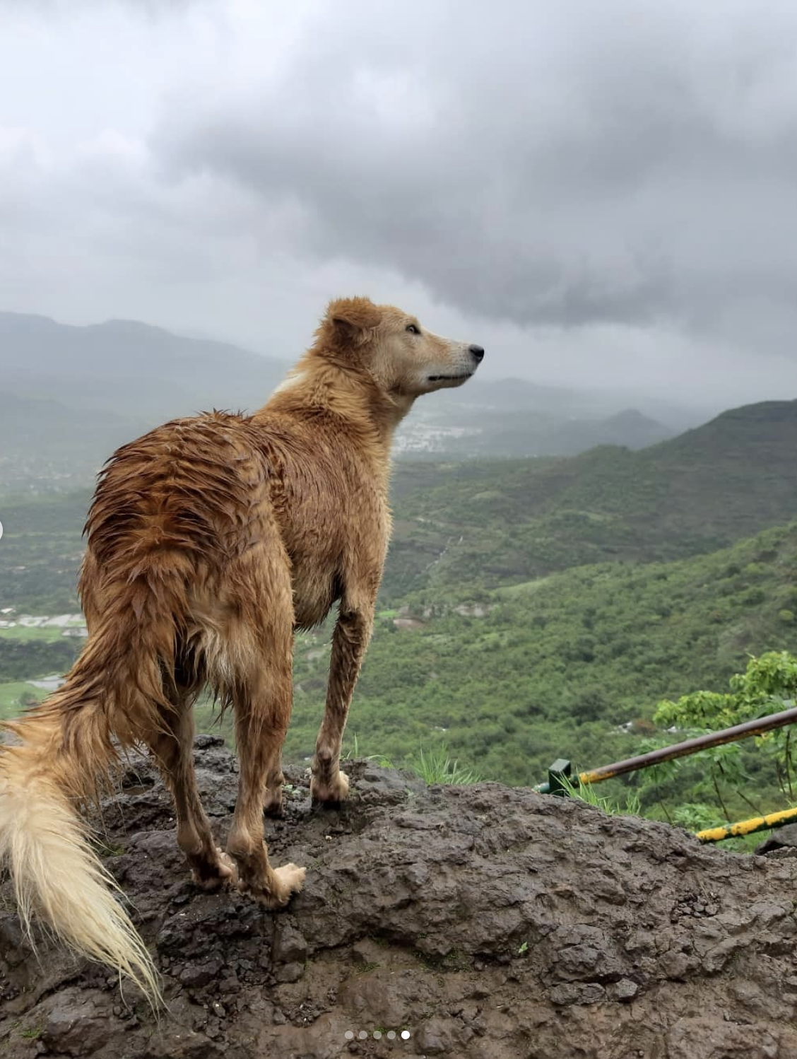 A mountain dog surveying the misty valley from the summit